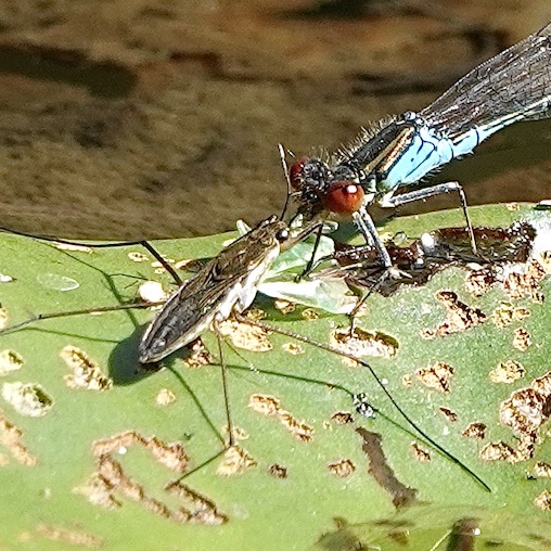 small red-eyed damselfly